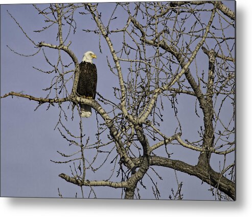 American Bald Eagle Metal Print featuring the photograph The Right Tree by Thomas Young