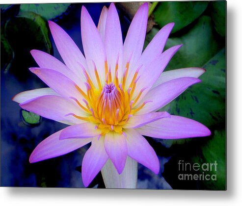 Water Lily Metal Print featuring the photograph The Thousand Petaled Lily by Mary Deal