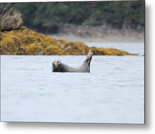 Seal Harbor Seal Alaska Sea Mammals Metal Print featuring the photograph Tidal Rock Refuge by Rick and Dorla Harness