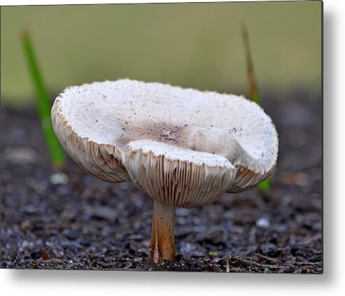 Mushroom Metal Print featuring the photograph Topless Mushroom by Jeff at JSJ Photography