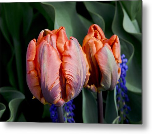 Irene Parrot Metal Print featuring the photograph Irene Parrot Tulips by Bob VonDrachek