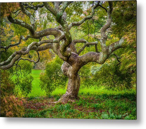Japanese Maple Metal Print featuring the photograph Twisted Maple by Steve Zimic