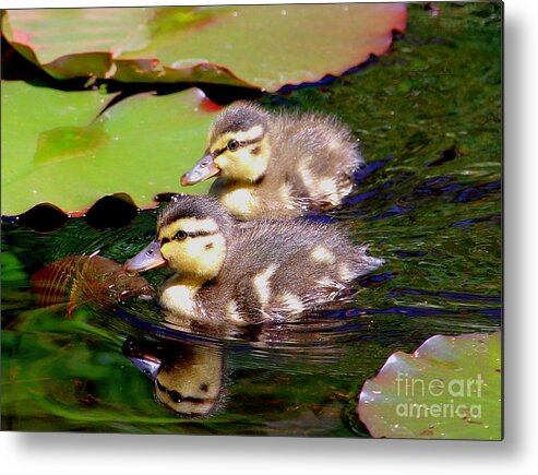 Ducklings Metal Print featuring the photograph Two Ducklings by Amanda Mohler