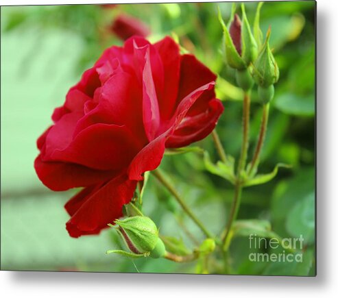 Rose.roses Metal Print featuring the photograph Velvet Red Rose by Judy Palkimas