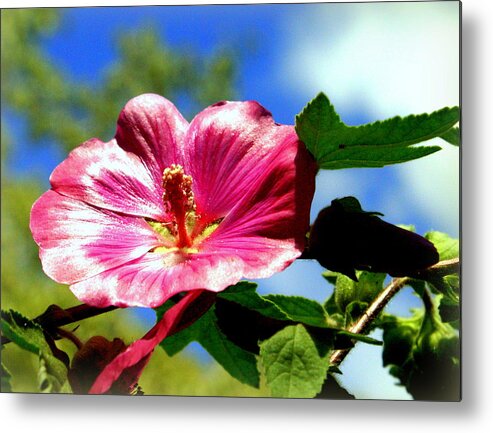 Pink Metal Print featuring the photograph Very Pink by Jerry Cahill