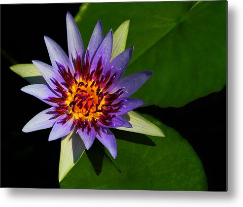 Flower Metal Print featuring the photograph Violet Lily by Roger Becker