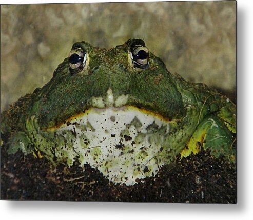 Frog Metal Print featuring the photograph Wanna smooch? by Ruth Jolly