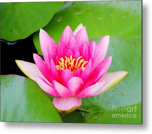 Blossom Metal Print featuring the photograph Water lily by Amanda Mohler