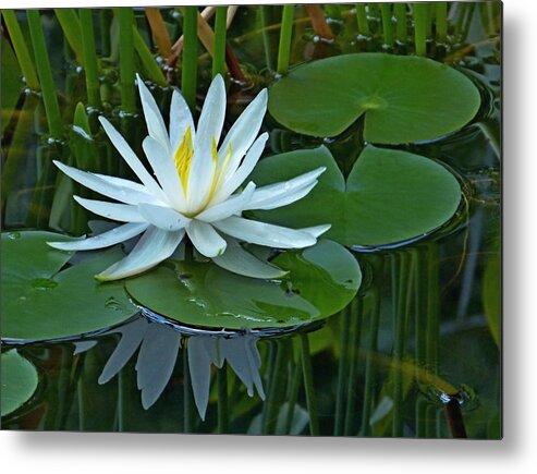 Lily Metal Print featuring the photograph Water Lily and Reflection by Pete Trenholm