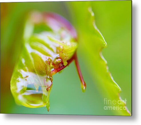 Closeup Metal Print featuring the photograph Wet grape leaf by Nick Biemans