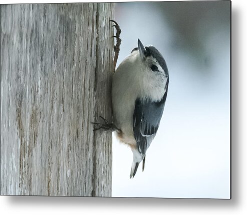 Bird Metal Print featuring the photograph White-Breasted Nuthatch by Holden The Moment