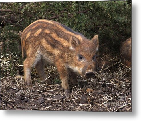 Wild Boar Metal Print featuring the photograph Wild Boar Piglet by Phil Banks