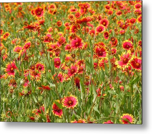 Wild Flower Metal Print featuring the photograph Wild Red Daisies #1 by Robert ONeil