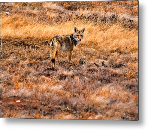 Coyote Metal Print featuring the photograph Wiley Coyote by Jerry Cahill