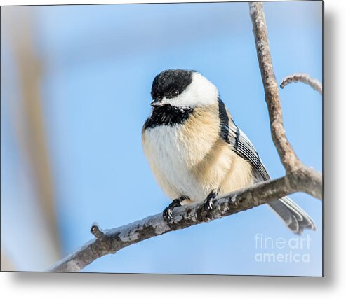  Metal Print featuring the photograph Winter Chickadee by Cheryl Baxter