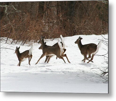 Deer Metal Print featuring the photograph White Tailed Deer Winter Travel by Neal Eslinger