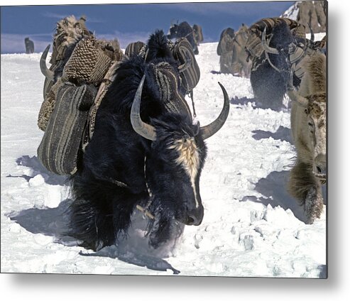 Craig Lovell Metal Print featuring the photograph Yaks cross lar Geh Pass - Lake Namtso Tibet by Craig Lovell