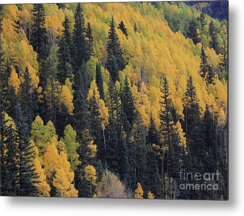 Aspen Metal Print featuring the photograph Yellow blanket by Fred Sheridan