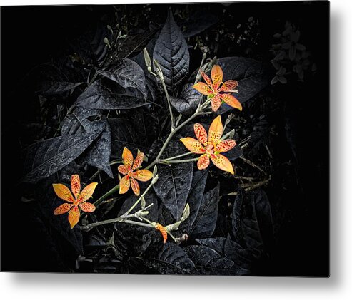 Orange Metal Print featuring the photograph Yellow Flower by Rudy Umans