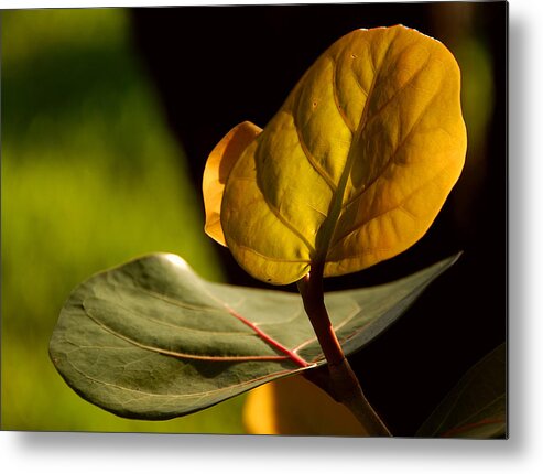 Leaf Metal Print featuring the photograph Yellow-Green by Lorenzo Cassina