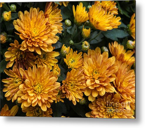 Flowers Metal Print featuring the photograph Yellow Muns by Louise St Romain