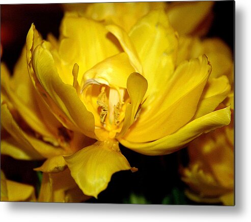Yellow Flower Metal Print featuring the photograph Yellow Petals by Patricia Haynes