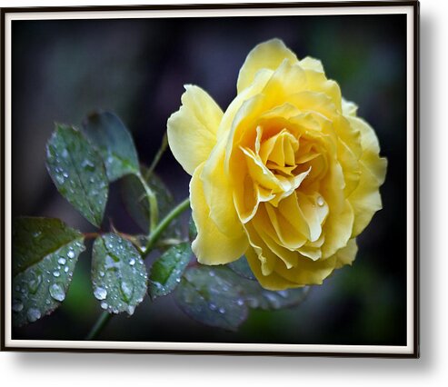 Yellow Metal Print featuring the photograph Yellow Rose by Farol Tomson