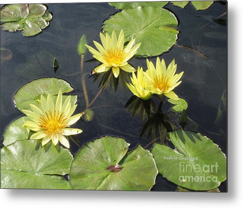 Flowers Metal Print featuring the photograph Yellow Waterlilies by Kathie Chicoine