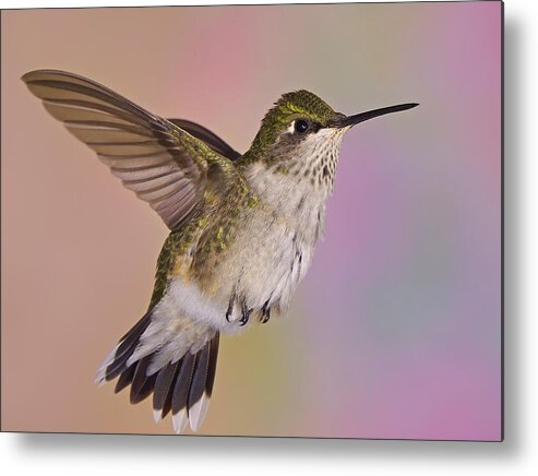 Ruby-throated Hummingbird Metal Print featuring the photograph Young and Sassy 2 by Leda Robertson