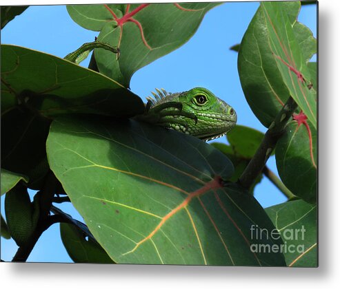 Animals Metal Print featuring the photograph Young Iguana by Deborah Smith