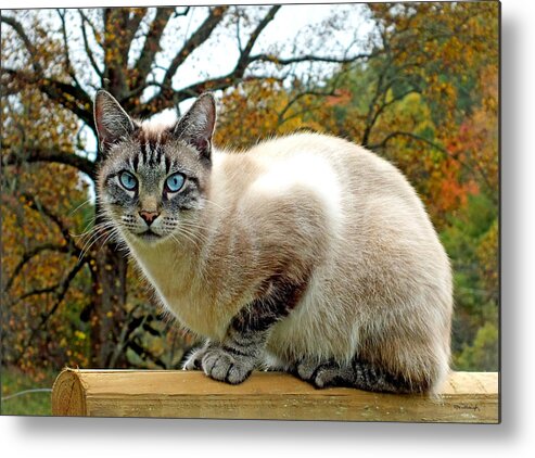 Duane Mccullough Metal Print featuring the photograph Zing the Cat in the Fall by Duane McCullough