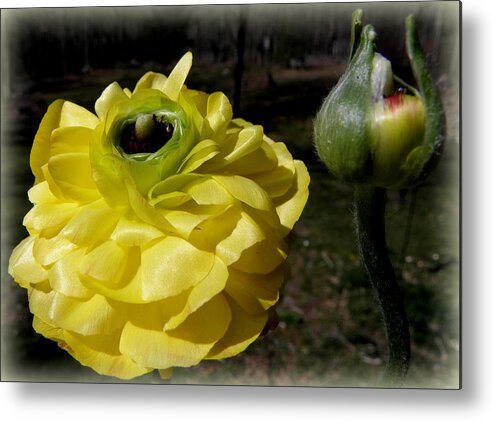 Ranunculus Metal Print featuring the photograph Before And After #1 by Kim Galluzzo
