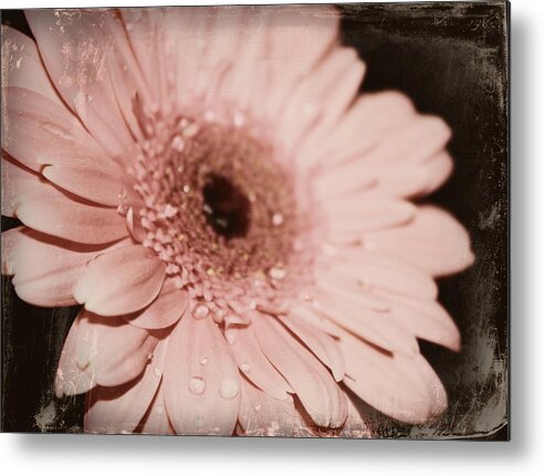 Gerber Daisy Metal Print featuring the photograph Pale Pink #1 by Cathie Tyler