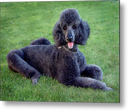Standard Poodle Metal Print featuring the photograph Tyler #1 by Burney Lieberman
