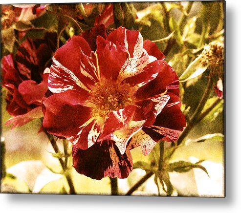Vintage Style Metal Print featuring the photograph Vintage Rose #1 by Bonnie Bruno