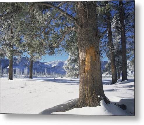 00174291 Metal Print featuring the photograph Winter In Yellowstone National Park #1 by Tim Fitzharris