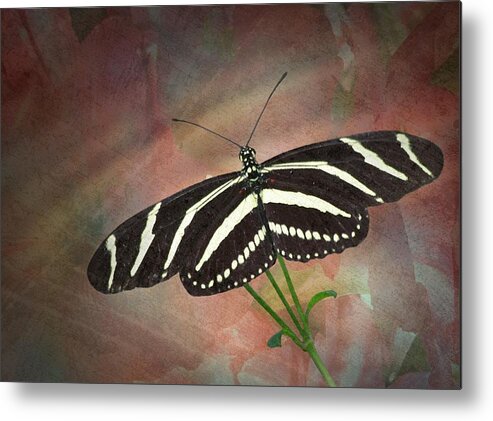 Zebra Metal Print featuring the photograph Zebra Longwing Butterfly-2 by Rudy Umans