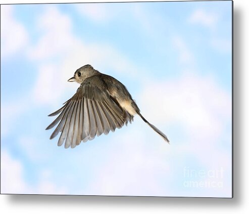 Songbirds Metal Print featuring the photograph Tufted Titmouse In Flight #14 by Ted Kinsman