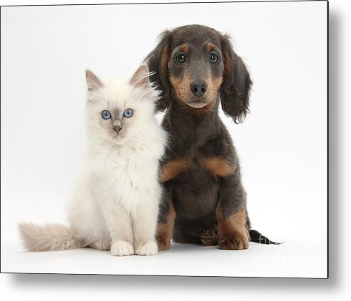 Dog Metal Print featuring the photograph Blue-point Kitten & Dachshund #2 by Mark Taylor
