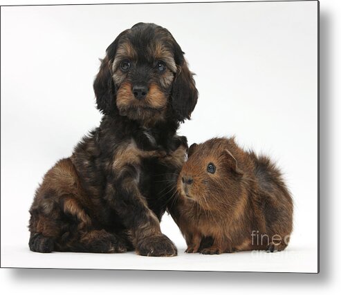 Animal Metal Print featuring the photograph Puppy And Guinea Pig #22 by Mark Taylor