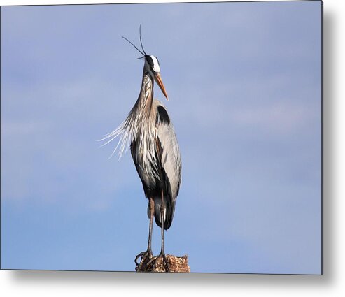  Metal Print featuring the photograph Blue Heron #4 by Jeanne Andrews