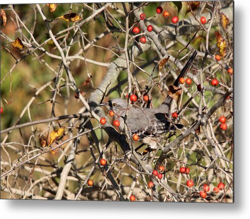 Nature Metal Print featuring the photograph Northern Mockingbird #8 by Jack R Brock