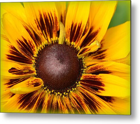 Yellow Metal Print featuring the photograph A Pocket Full Of Sunshine... by Tanya Tanski