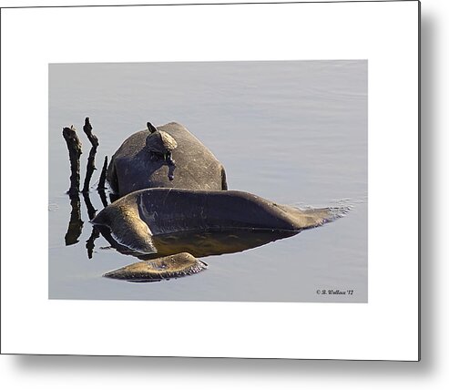 2d Metal Print featuring the photograph All By Myself by Brian Wallace