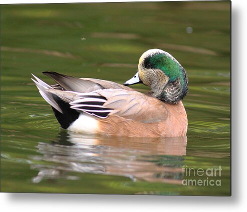 Duck Metal Print featuring the photograph American Wigeon by Robert Frederick