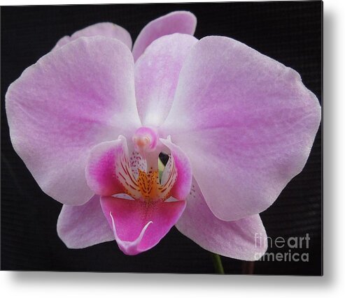 Orchid Metal Print featuring the photograph An Orchid by Chad and Stacey Hall