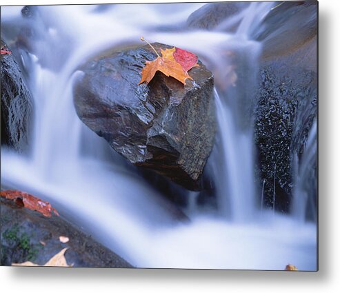 Mp Metal Print featuring the photograph Autumn Leaf On Boulder, Little River by Tim Fitzharris
