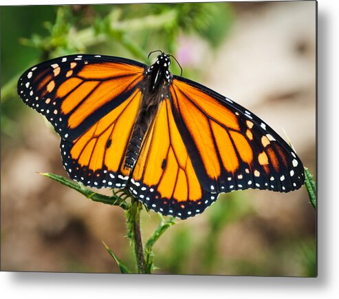 Monarch Metal Print featuring the photograph Beautiful Boy by Cheryl Baxter