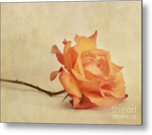 Rose Metal Print featuring the photograph Bellezza by Priska Wettstein