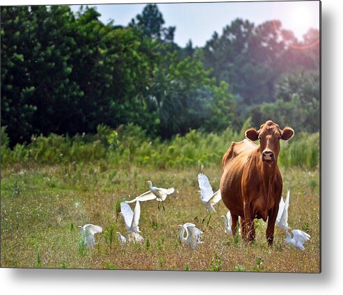 Cow Metal Print featuring the photograph Bessy by Tammy Lee Bradley